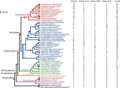 Comprehensive evolutionary analysis of the TCP gene family: Further insights for its origin, expansion, and diversification